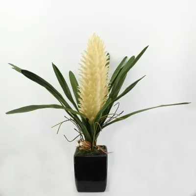 Billbergia plant cm.70 verde