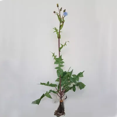 Wild aster cm.67 blu