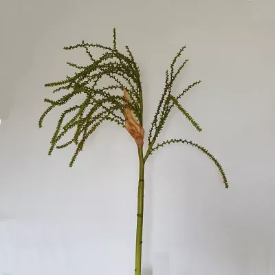 Ramo dattero 110cm