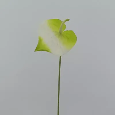 Anthurium ramo cm.70 bianco-verde