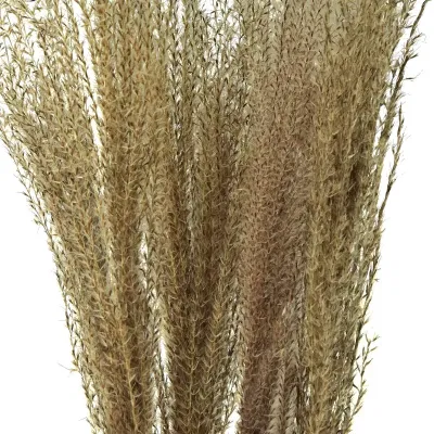 Miscanthus cm.80 naturale (pz.10)