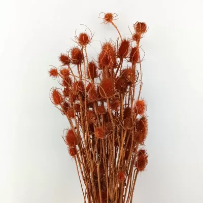 Cardo palustre arancio bruciato (gr.250)