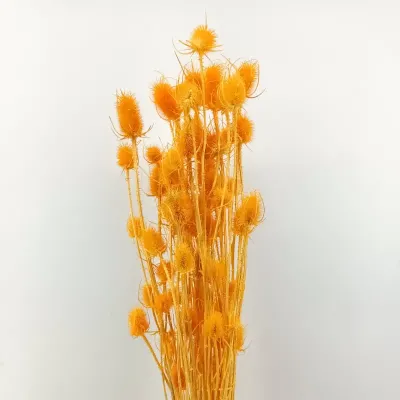 Cardo palustre salmone (gr.250)