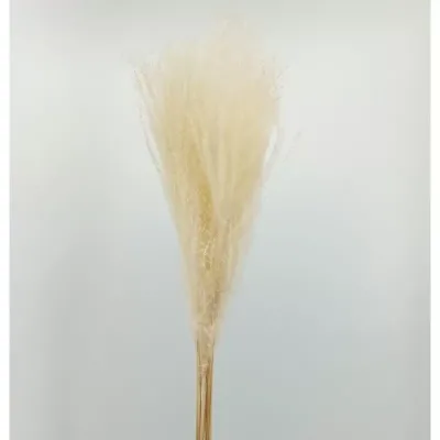 Miscanthus cm.80 bianco (pz.10)