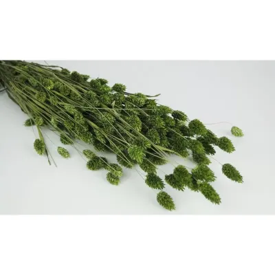 Phalaris olanda verde moss scuro (gr.150)