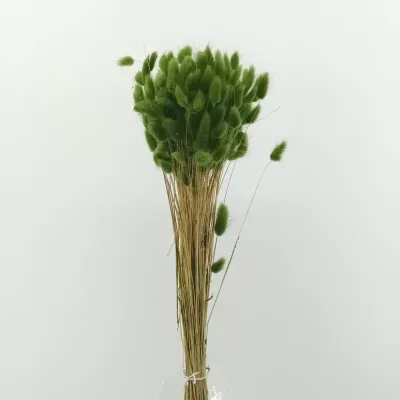 Lagurus verde muschio (gr.100)