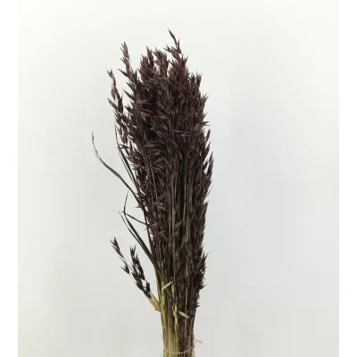 Avena olanda colorata marrone gr.200