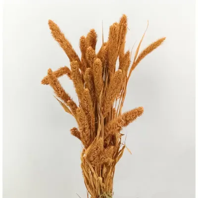 Setaria olanda mysty corallo (gr.250)