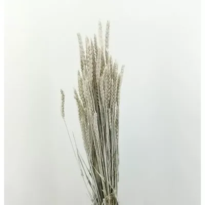 Frumento tarwe olanda misty bianco (gr.200)