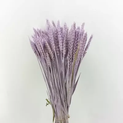 Frumento tarwe olanda misty lilla (gr.200)