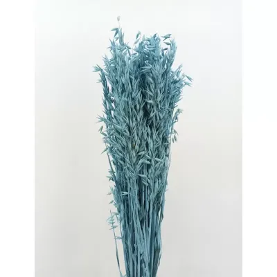 Avena olanda misty celeste gr.200
