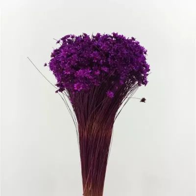 Glixia extra viola mora (gr.100)