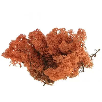 Muschio nordico arancio (gr.500)