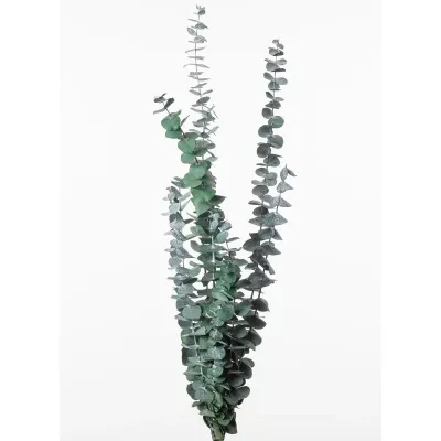 Eucaliptus baby dark green 