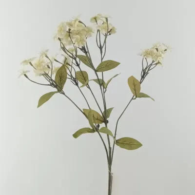 Dianthus cm.65 crema