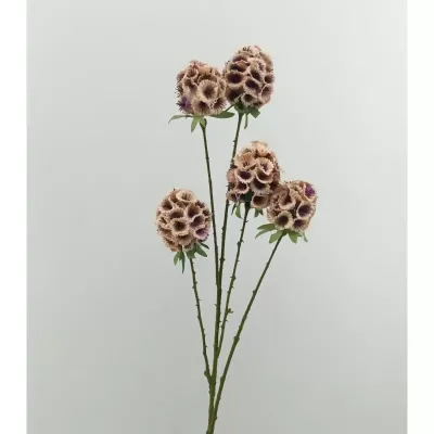 Moluccella  5 fiori cm.70 mauve
