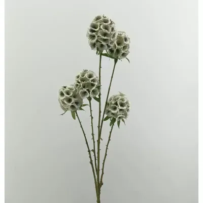 Moluccella  5 fiori cm.70 white
