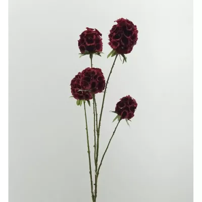 Moluccella  5 fiori cm.70 bordeaux