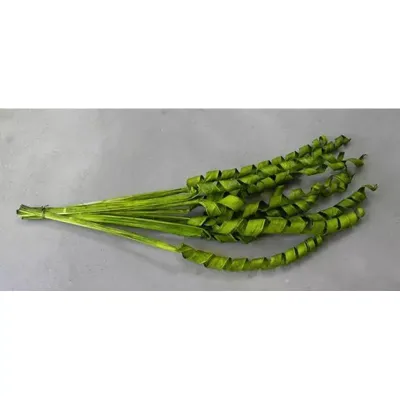 Curly palm leaf  lacc. verde