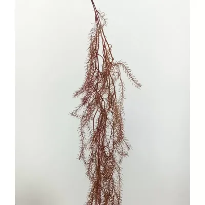 Ciliate desert grass cm.143 viola