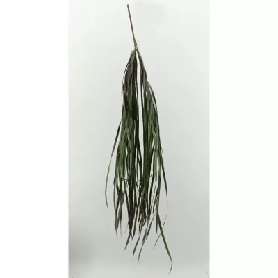 Orchid grass cm.90 verde