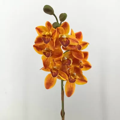 Cymbidium cm.75 arancio