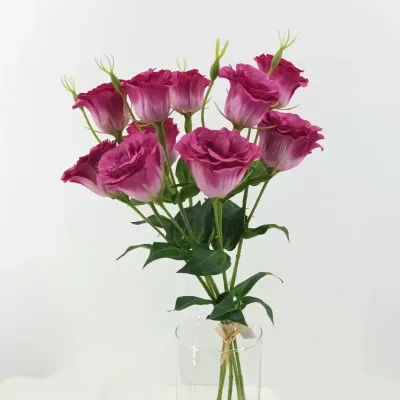 Lisiantus bundle x5 cm.70 fucsia