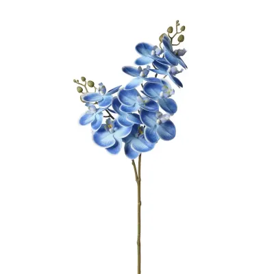 Phalaenopsis ramo cm.74 blu