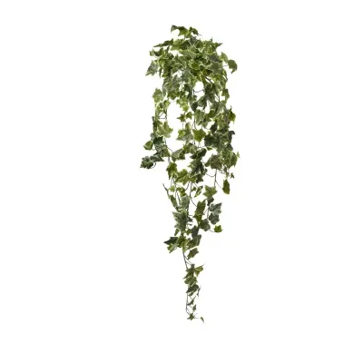 Edera cadente cm.120 variegata