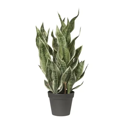 Cv-sanseveria plant h.81