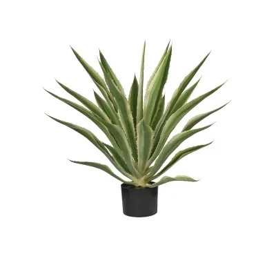 Cv - agave pianta h.71 verde