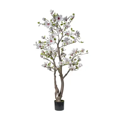 Cv - magnolia fiorita h.180