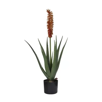 Cv - aloe pianta h.85 rosso