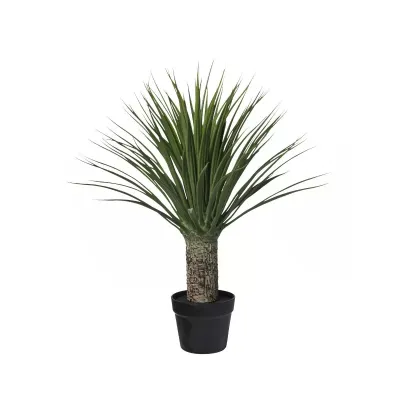 Cv - agave pianta h.70 verde