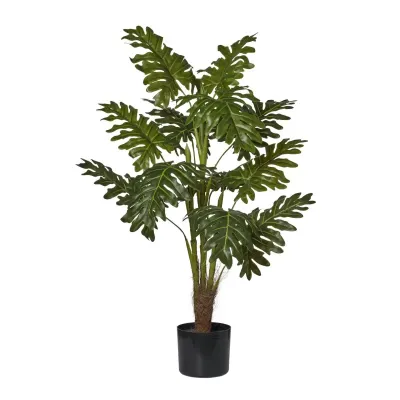 Filodendro pianta h.090 verde