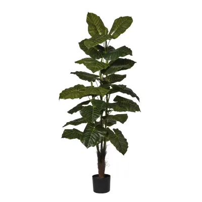 Taro pianta h.160 verde