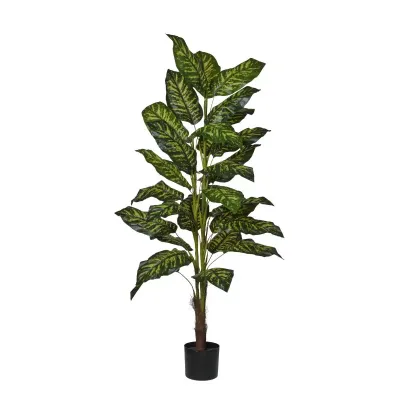 Dieffenbachia pianta h.160 verde