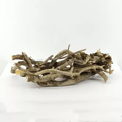 Quercia ramo con muschio 