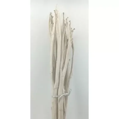 Carciofo gambo bianco cm. 78