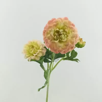 Dahlia x5 cm. 52 rosa verde
