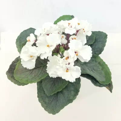 Violetta bush cm.20 bianco