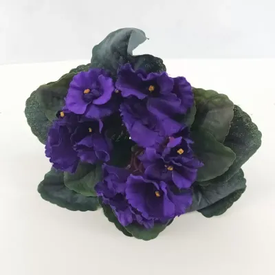 Violetta bush cm.20 viola