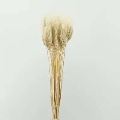 Frumento con baffo bianco (pz.50)