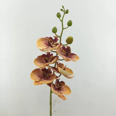 Phalaenopsis x6 cm.75  rosso arancione