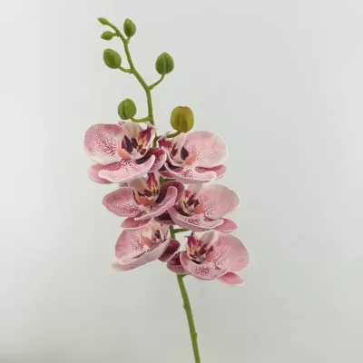 Phalaenopsis x6 cm.75  rosa acceso