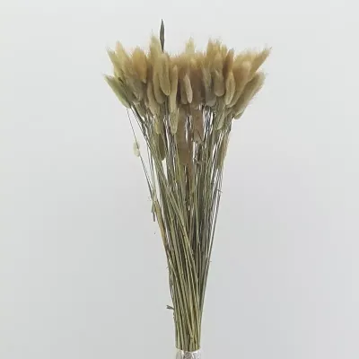 Lagurus  naturale (gr.100)