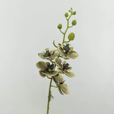 Phalaenopsis x6 cm.75  verde