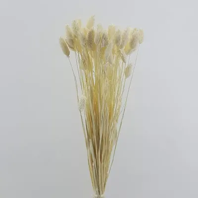 Phalaris italia bianco (gr.100)