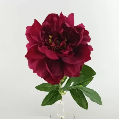 Peonia cm.65 burgundy