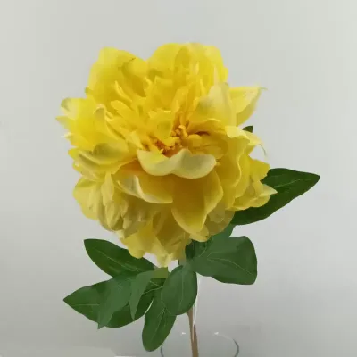 Peonia cm.65 lt yellow